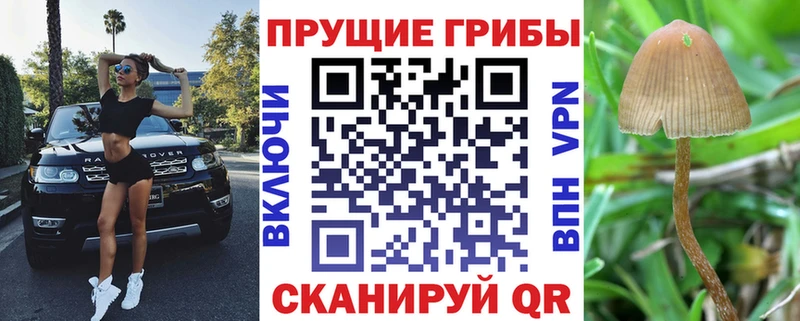 Галлюциногенные грибы Psilocybe  Жуковка 